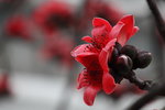 IMG_9572_r