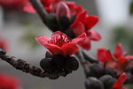 IMG_9587_r