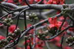 IMG_9596_r