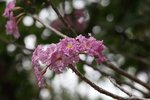 IMG_9610_r
