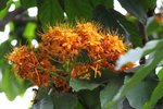 忘憂花
IMG_9620_r