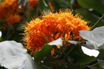 忘憂花
IMG_9621_r