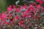 IMG_9624_r