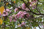 IMG_9630_r