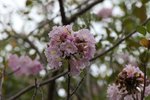 IMG_9636_r