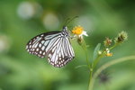 青斑蝶 Tirumala limniace
IMG_1091