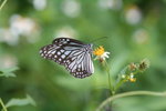 青斑蝶 Tirumala limniace
IMG_1092