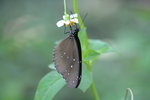 藍點紫斑蝶 Blue-spotted Crow
IMG_1093