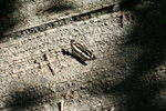 中環蛺牒 Naptis hylas
IMG_1106