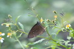 藍點紫斑蝶 Blue-spotted Crow
IMG_1117