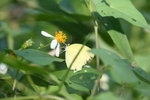 寬邊黃粉蝶 Eurema hecabe
IMG_1121