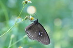 藍點紫斑蝶 Blue-spotted Crow
IMG_1128