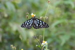青斑蝶 Tirumala limniace
IMG_1130