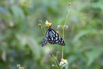 青斑蝶 Tirumala limniace
IMG_1131
