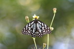 青斑蝶 Tirumala limniace
IMG_1134