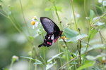 紅珠鳳蝶 Pachliopta aristolochiae
IMG_1143