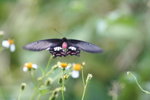 紅珠鳳蝶 Pachliopta aristolochiae 
IMG_1145