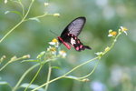 紅珠鳳蝶 Pachliopta aristolochiae 
IMG_1146