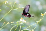 紅珠鳳蝶 Pachliopta aristolochiae 
IMG_1147