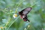 紅珠鳳蝶 Pachliopta aristolochiae 
IMG_1149