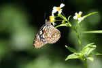 青斑蝶 Tirumala limniace 
IMG_1151
