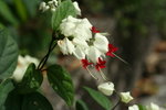 龍吐珠
IMG_0068