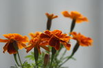 法蘭西菊 (French Marigold)
IMG_0217