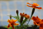 法蘭西菊 
IMG_0219