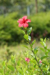大紅花
IMG_1154