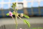 含羞草
IMG_1162
