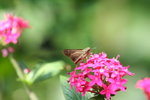 IMG_0059