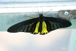 金裳鳳蝶
IMG_0087