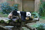 "佳佳" (海洋公園)
IMG_0109