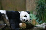 "佳佳" (海洋公園) 
IMG_0110