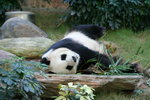 "安安" (海洋公園) 
IMG_0113