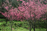 山櫻花
IMG_0450_1
