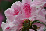 杜鵑
IMG_0528_1