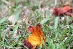 IMG_0540_1