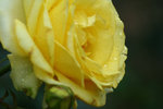 IMG_0543_1