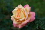 IMG_0545_1