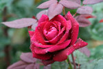 IMG_0547_1