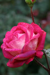 IMG_0549_1