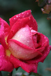 IMG_0551_1