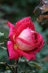 IMG_0552_1