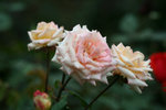 IMG_0553_1