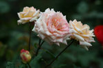 IMG_0554_1