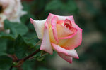 IMG_0557_1