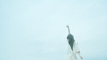 SDIM0161z