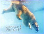 北極熊#2