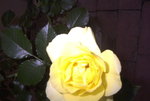 maryphoto 023